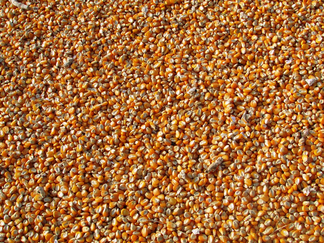 corn, kernels, food-264520.jpg